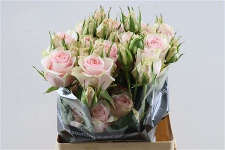 R Gr Victorian Pink@