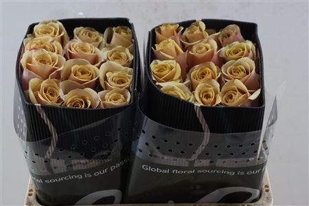 R Gr Golden Mustard