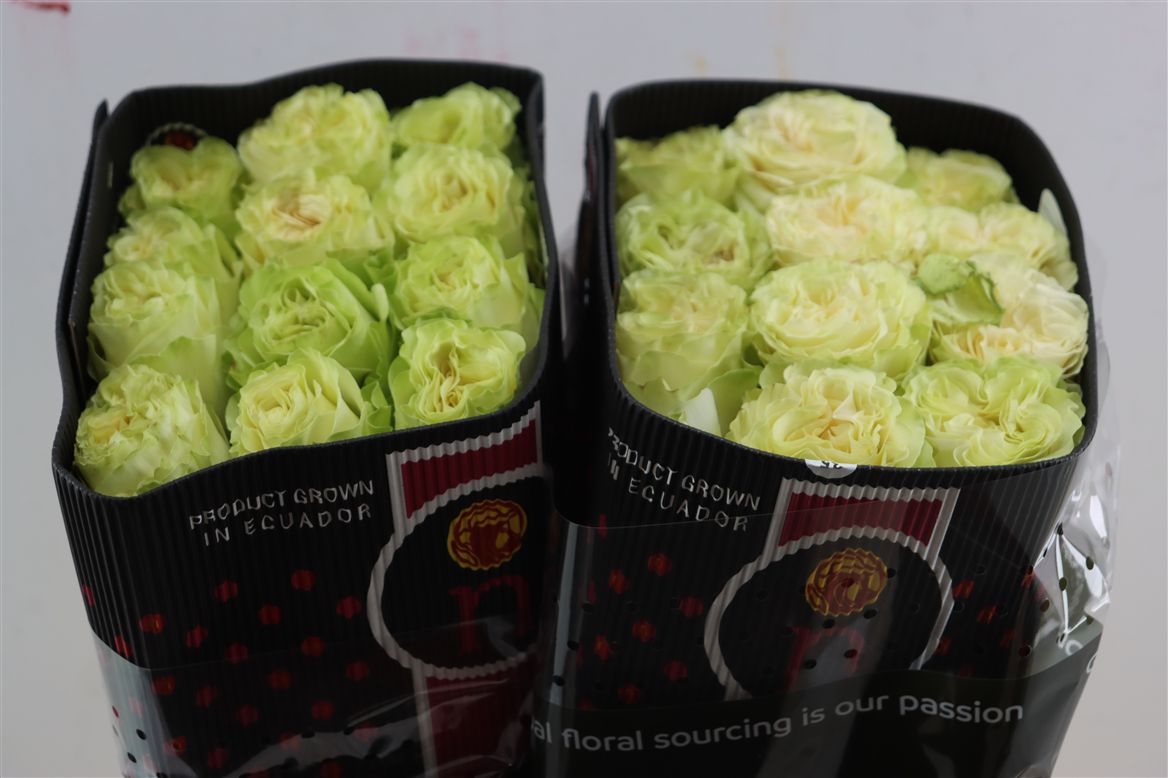 Rosa Dynamic 50cm