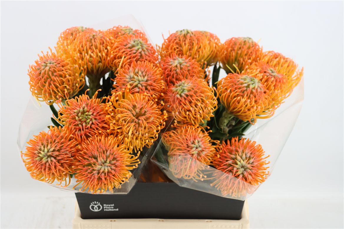 Leucospermum Ayoba Peach 70cm