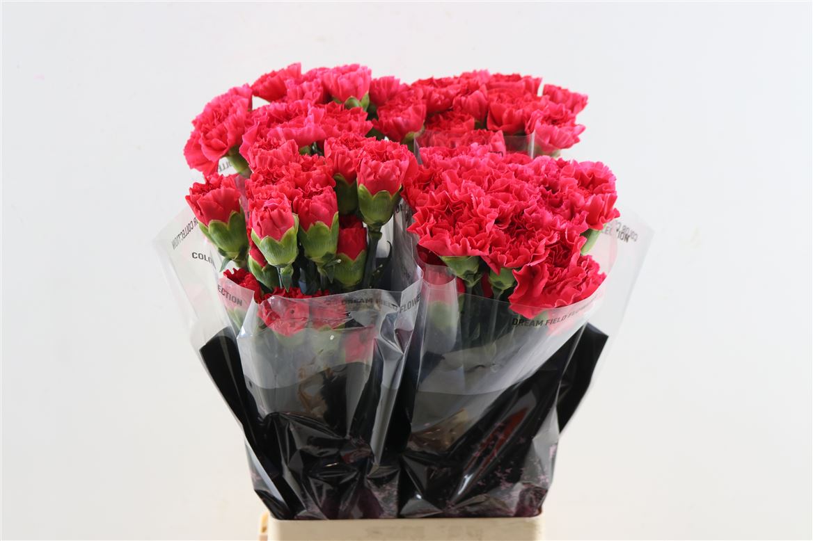 Dianthus Single Mandalay 70cm