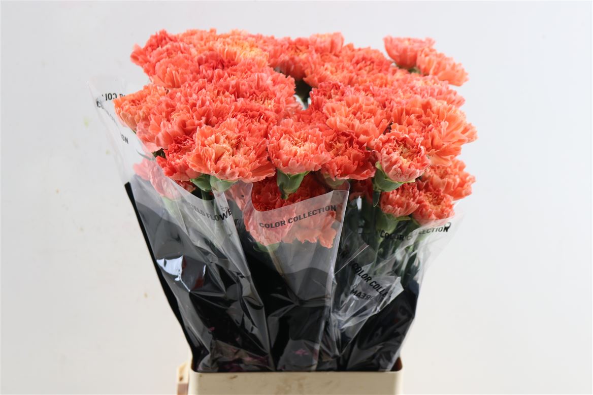 Dianthus Single Hermes Orange 70cm
