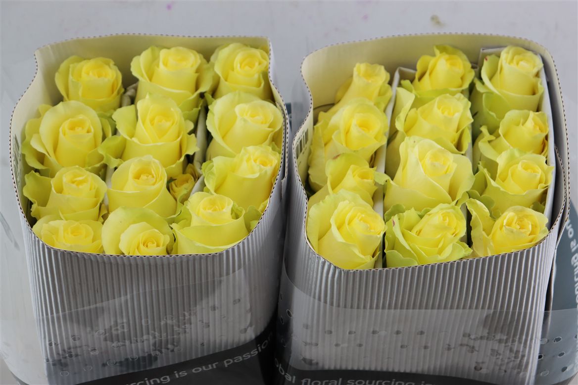 Rosa Minion Rose 40cm
