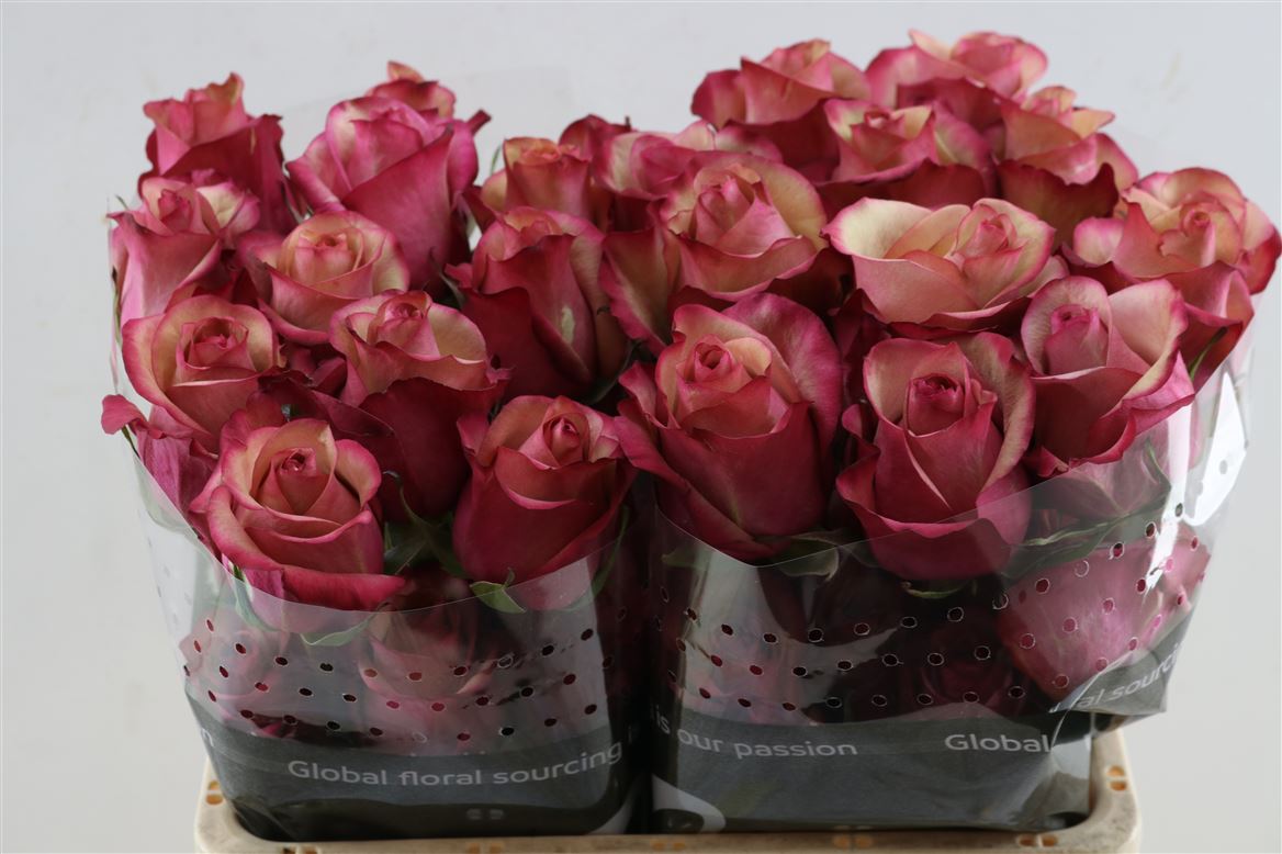 Rosa Vintage 70cm