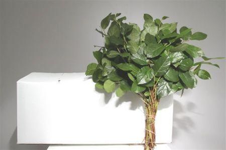 Gaultheria Shall Bs