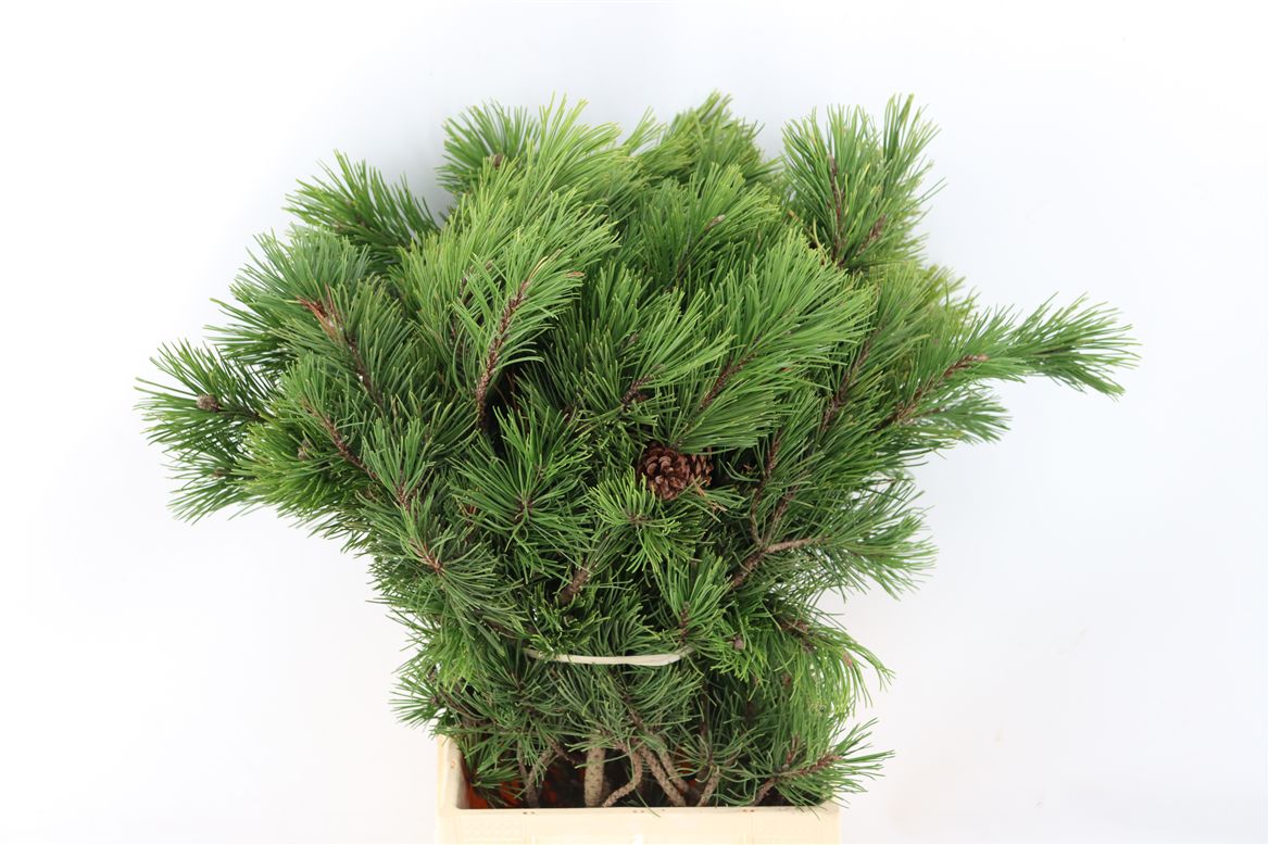 Pinus Mugo Mugo Bs 60cm