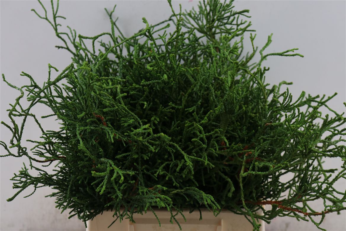 Chamaecyparis Obtusa Drath Per Bunch 25cm