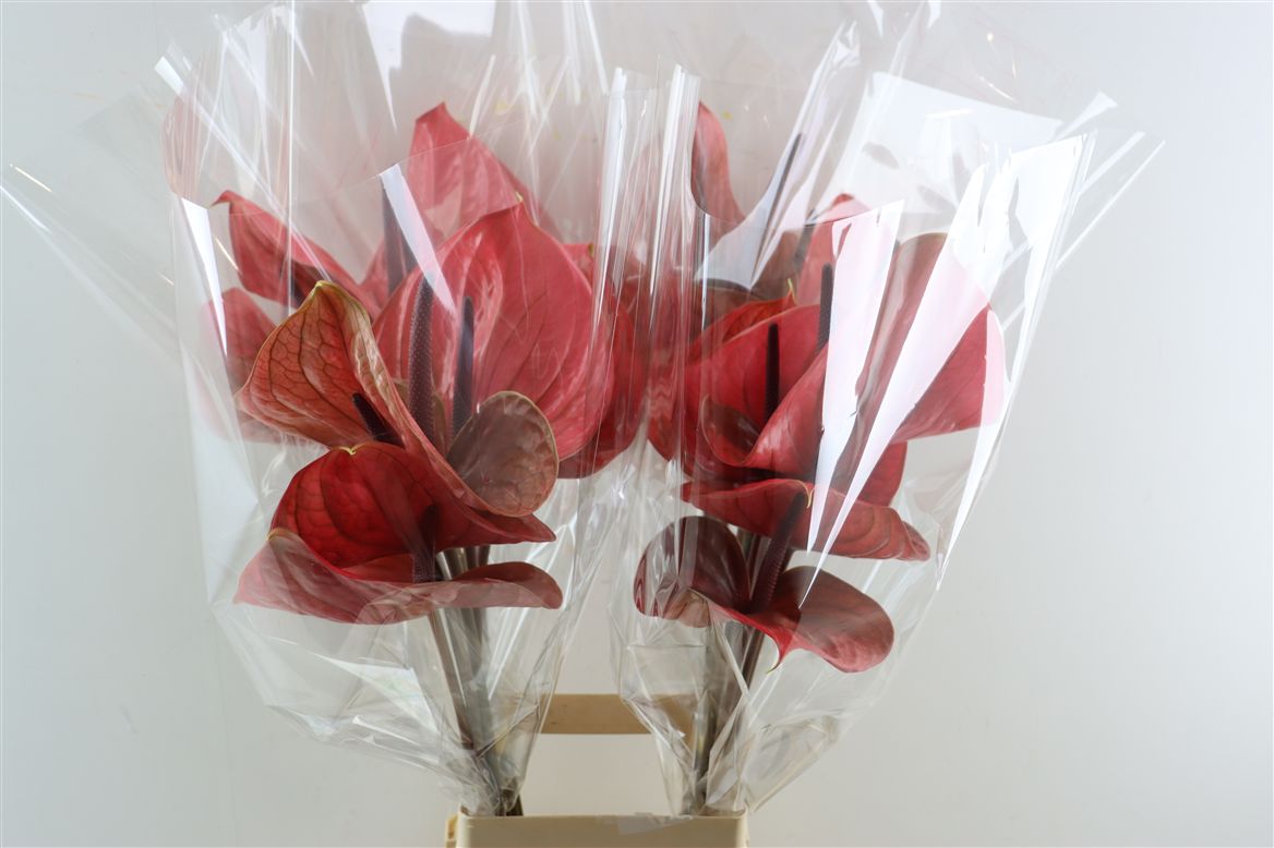 Anthurium Cantello 15Ø
