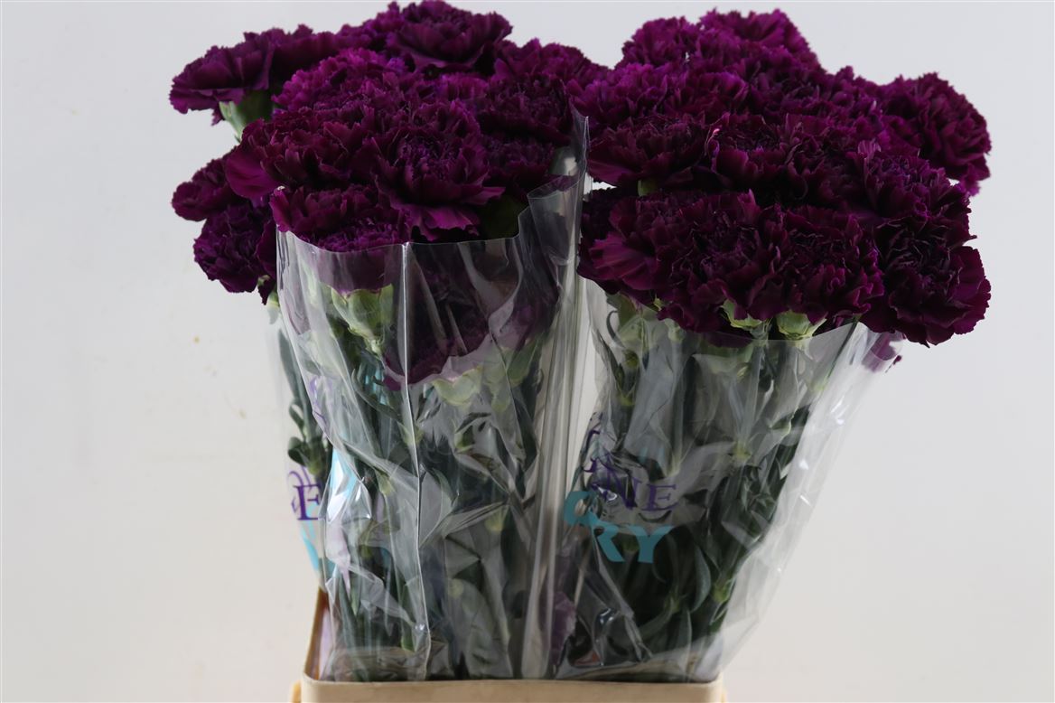 Dianthus Single Moontea 70cm