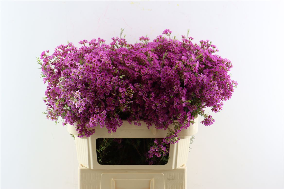 Chamelaucium Un Ariel 70cm 60gram