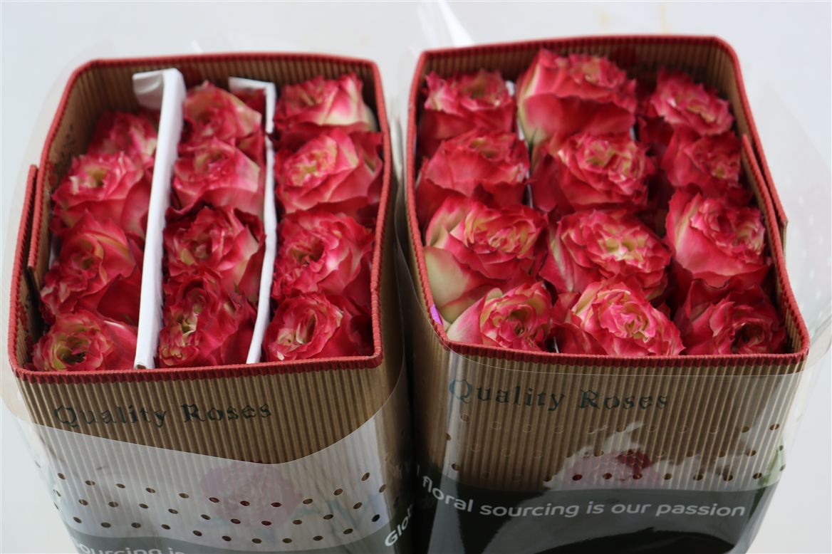 Rosa Apple Jack 50cm