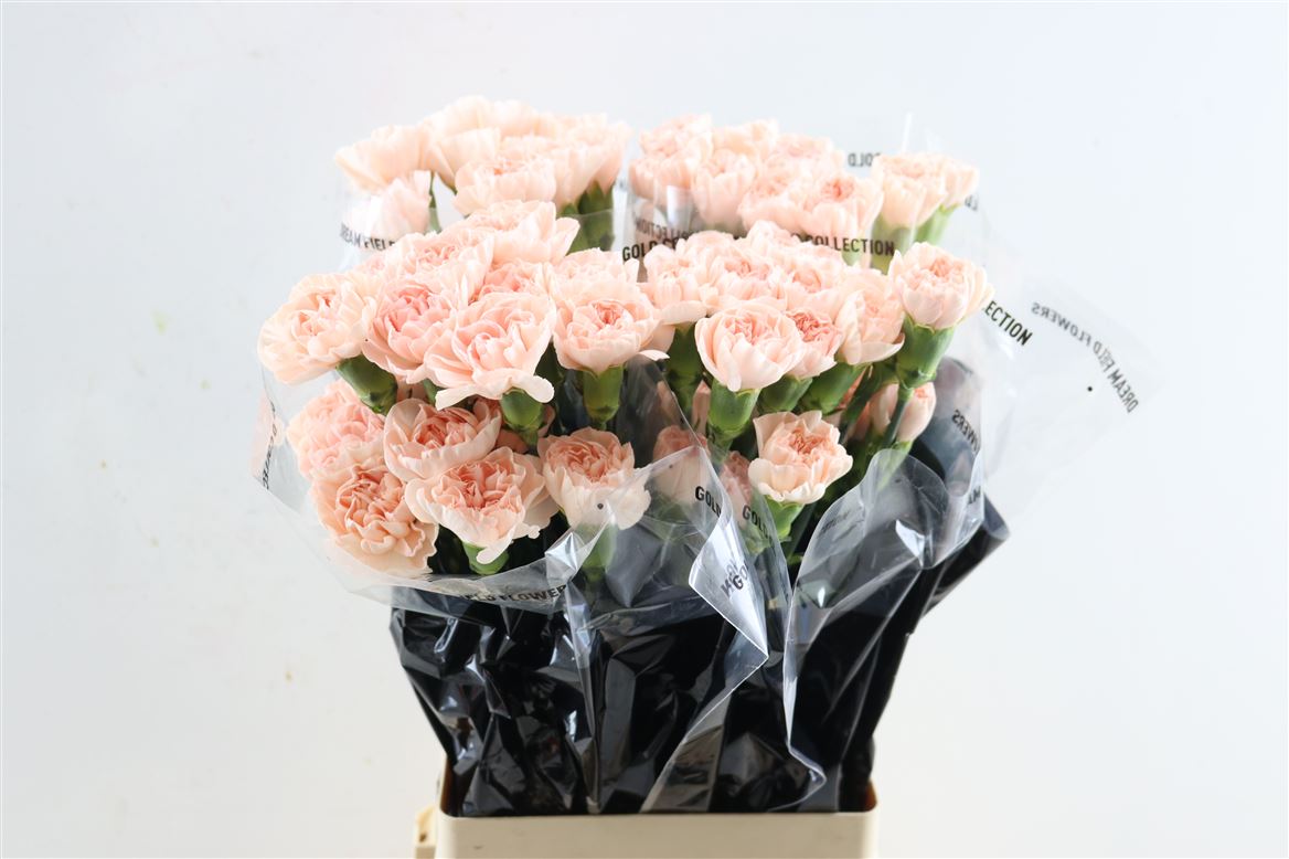 Dianthus Single Noviado 70cm