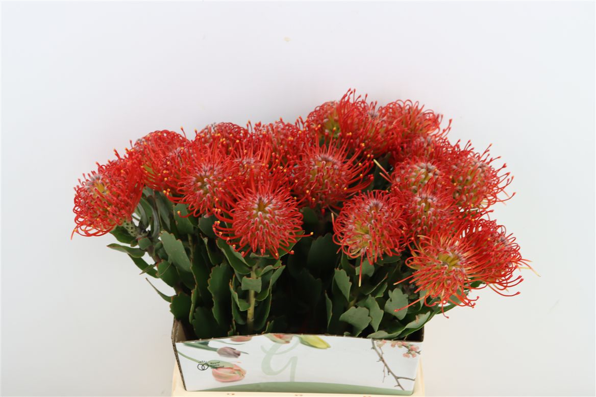 Leucospermum Ayoba Red 50cm