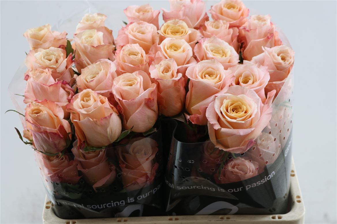 Rosa Shimmer 70cm