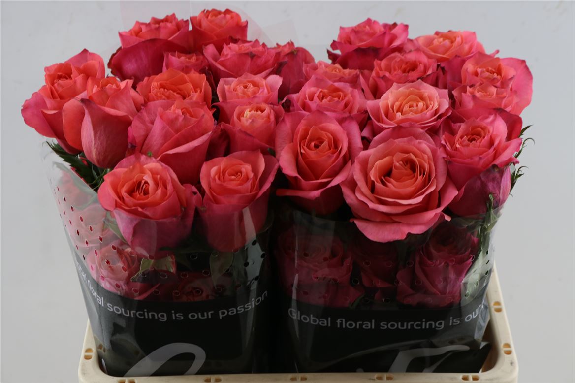Rosa Hard Rock 50cm