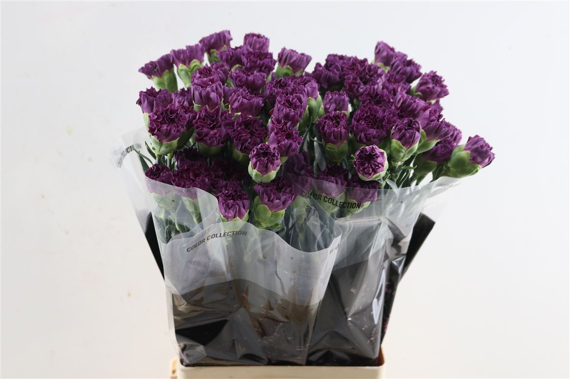 Dianthus Single Extasis 70cm