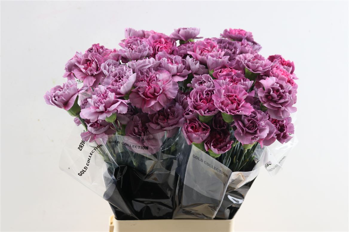 Dianthus Single Hypnosis 70cm