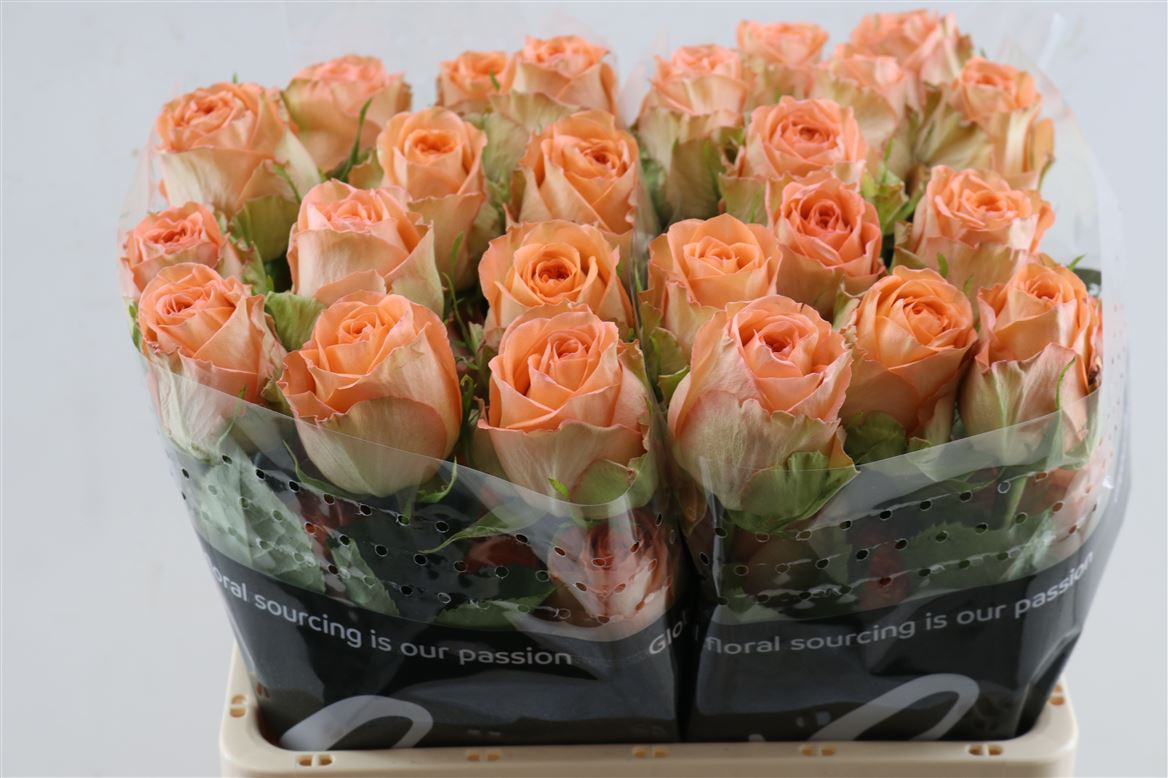 Rosa Country Home 40cm