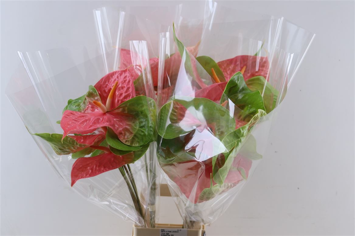 Anthurium Merotto 15Ø