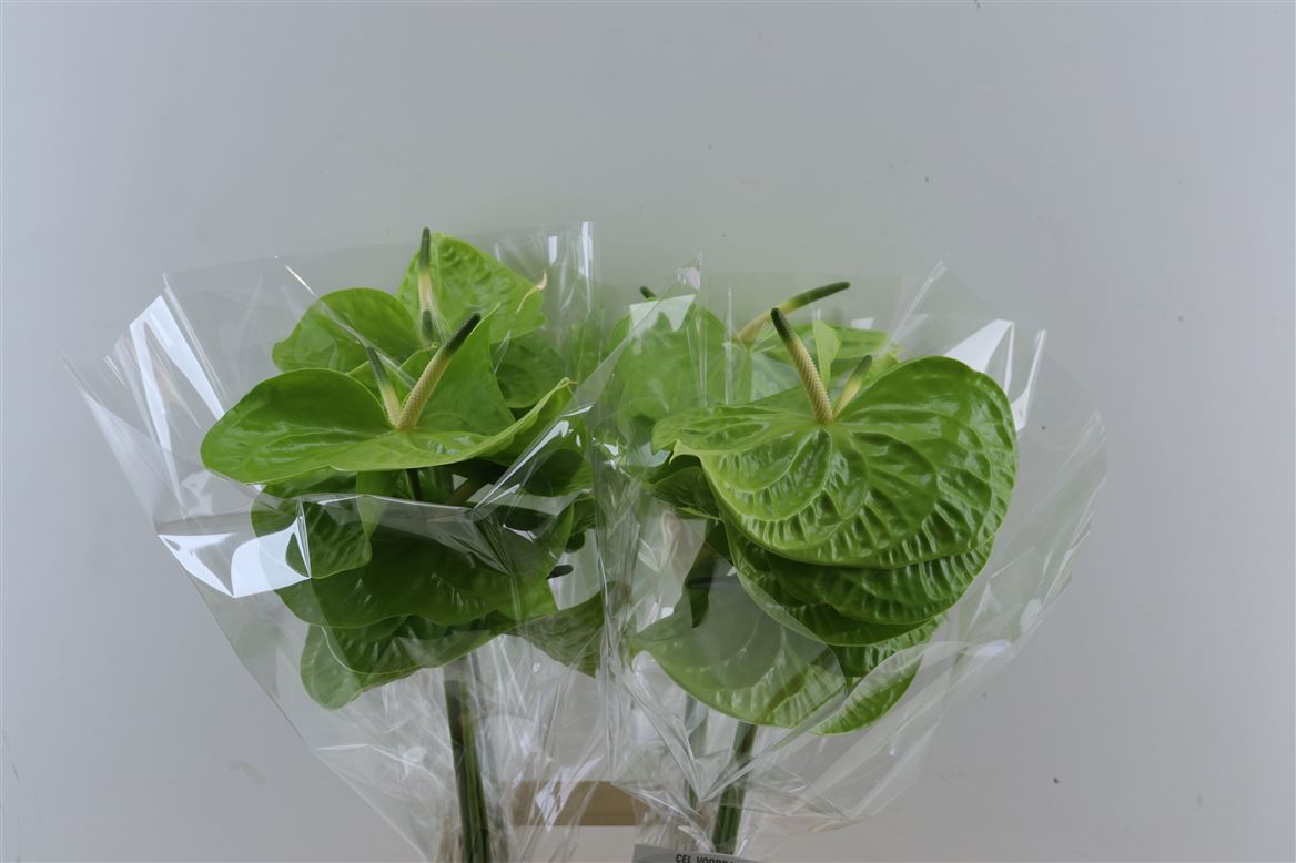 Anthurium Grand Slam 15Ø