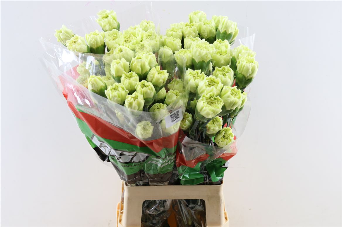 Dianthus Single Lege Verde 70cm