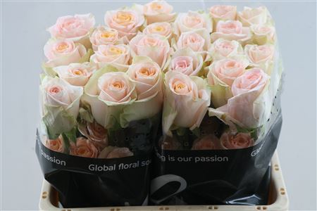 R Gr Tiffany!