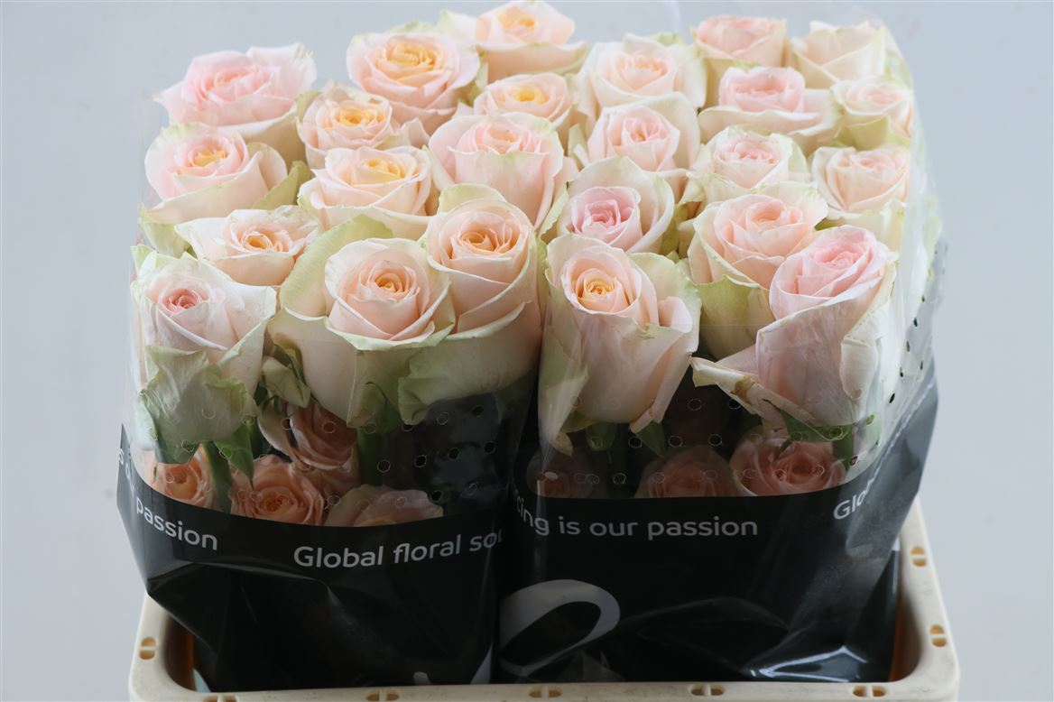 Rosa Tiffany! 60cm