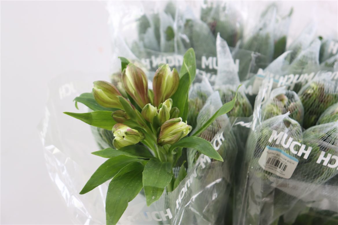 Alstroemeria Champagne 80cm 90gr.