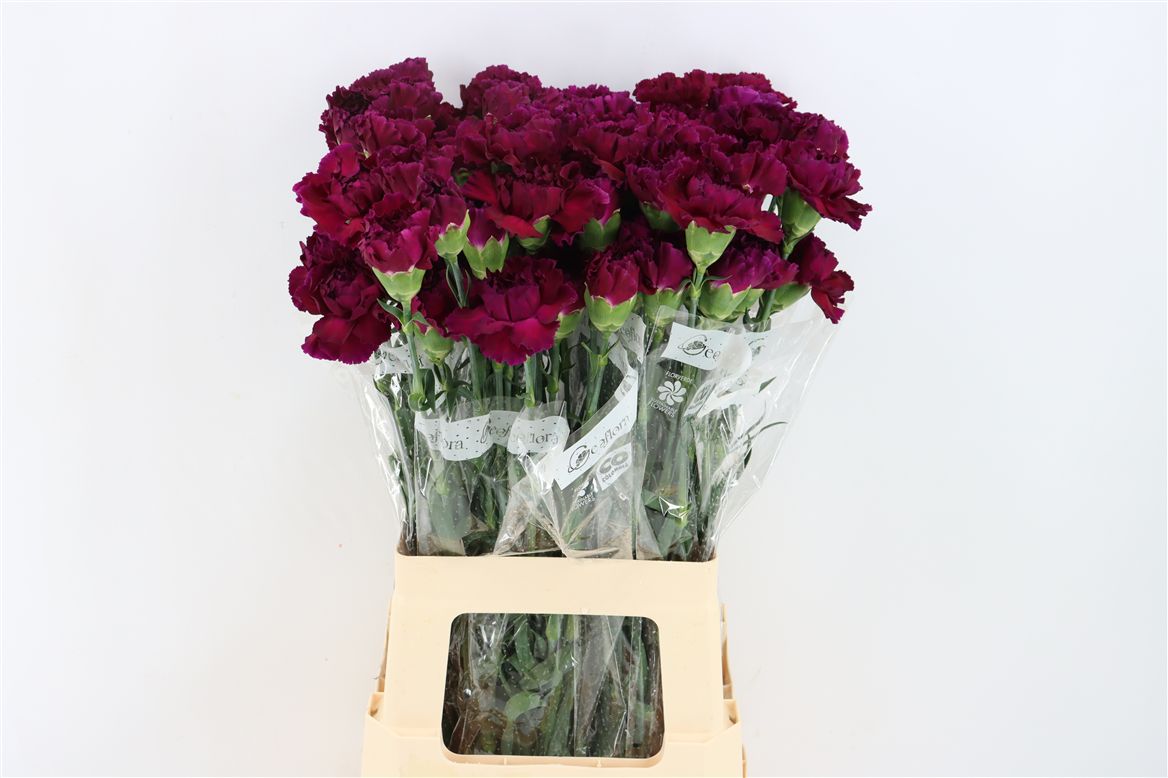Dianthus Single Zafiro 70cm