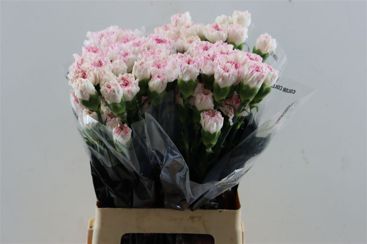 Dianthus Single Yukari Cherry 65cm