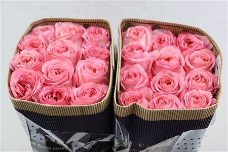 R Gr Pink X-pression