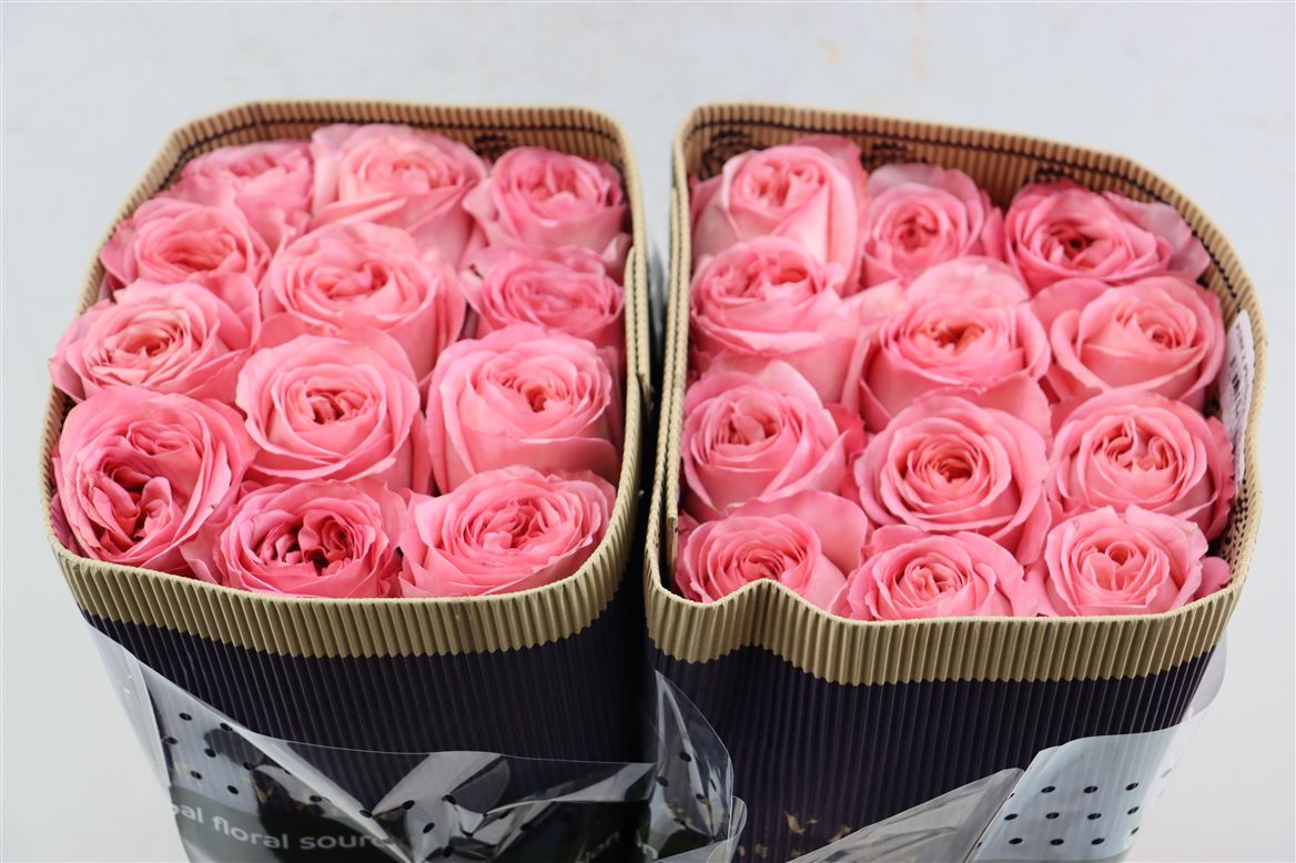 Rosa Pink X-pression 50cm