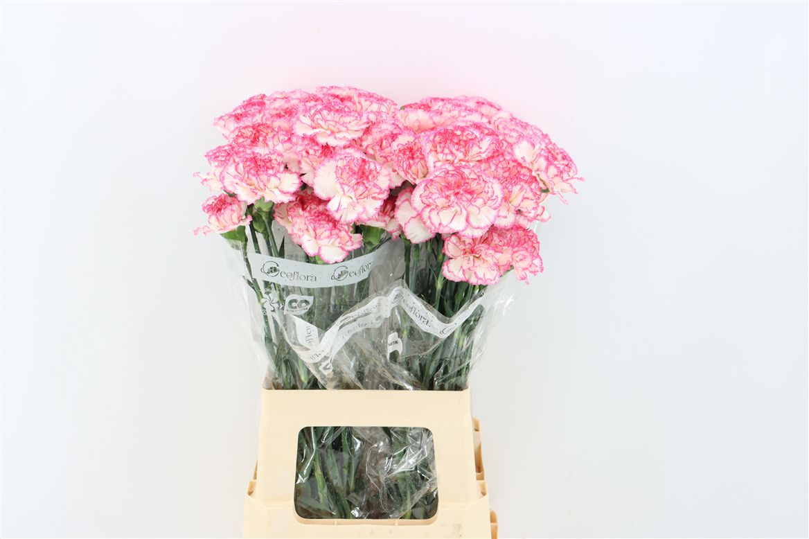 Dianthus Single Sonatina 70cm