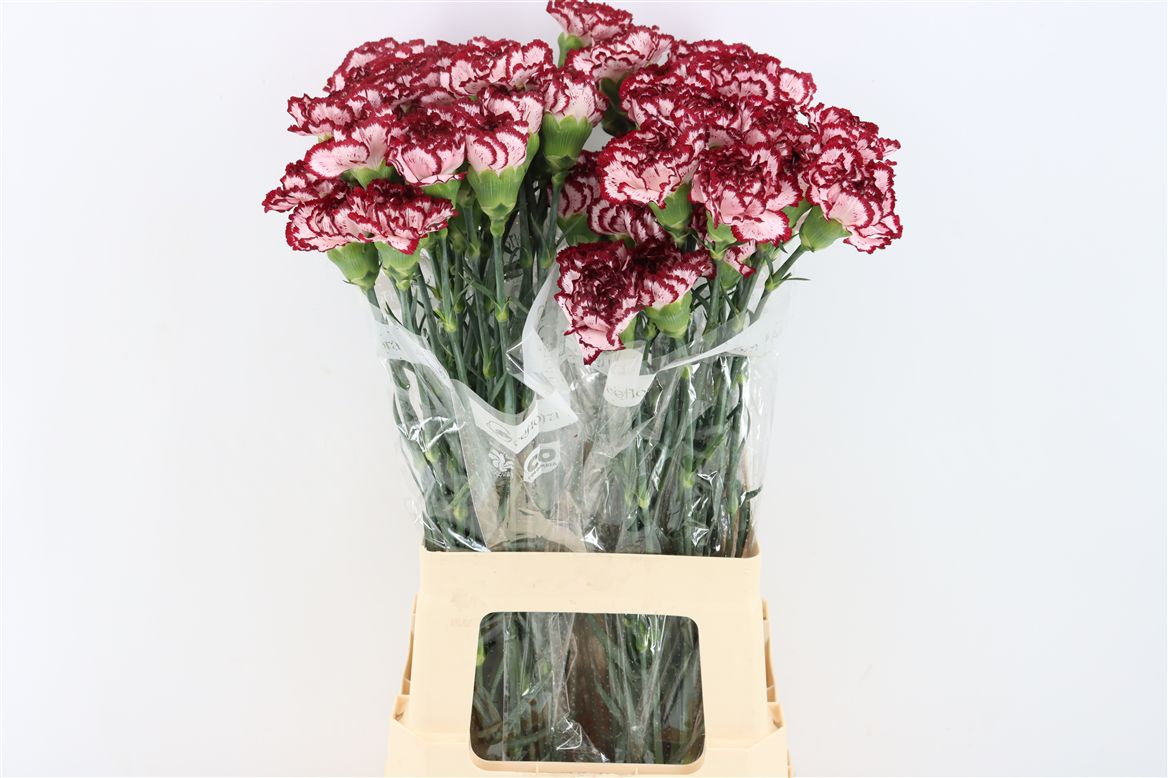 Dianthus Single Boheme 70cm