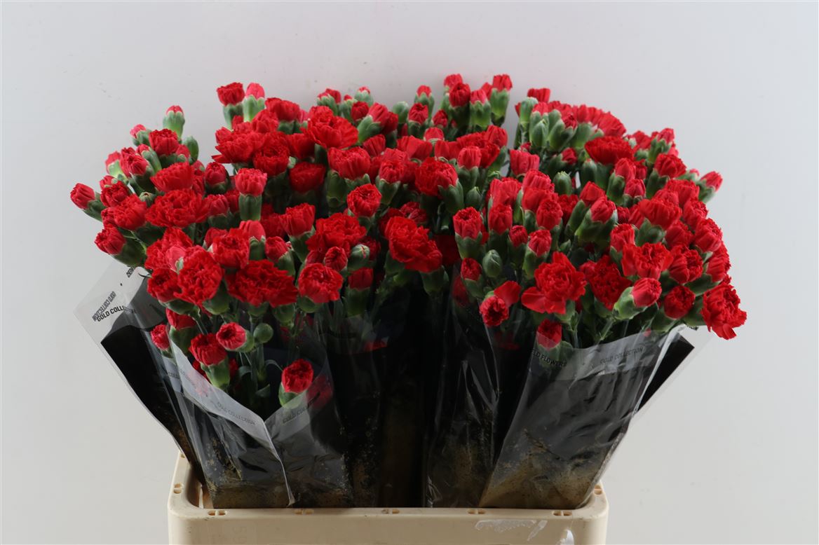 Dianthus Spray Aragon 60cm