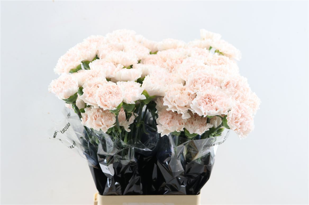 Dianthus Single Brut 70cm