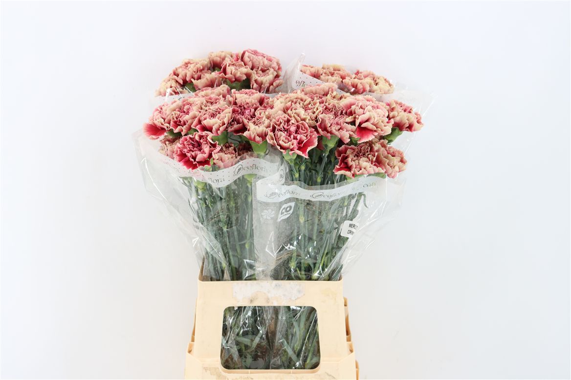 Dianthus Single Merletto Crimson 70cm