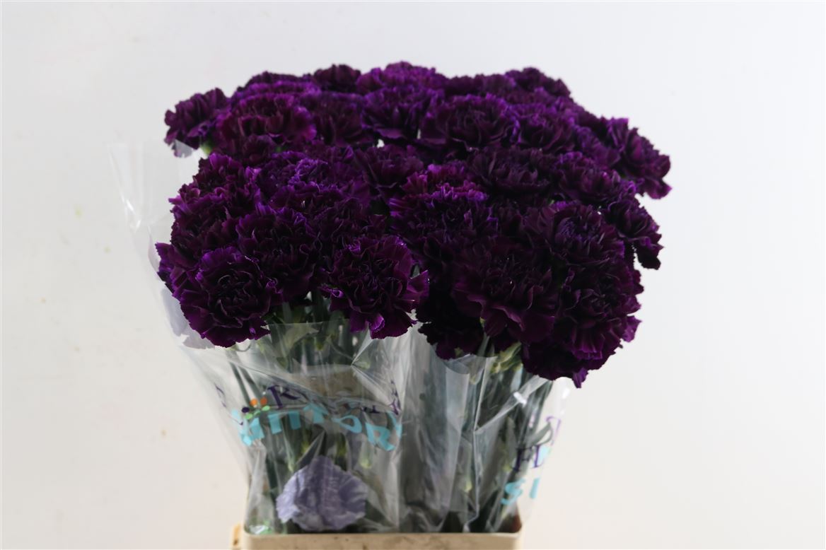 Dianthus Single Florigene Moonvista 70cm