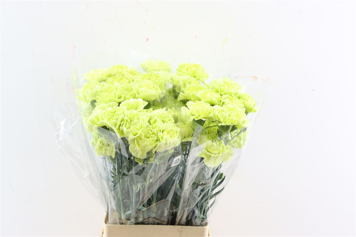Dianthus Single Marty Dark Green 70cm