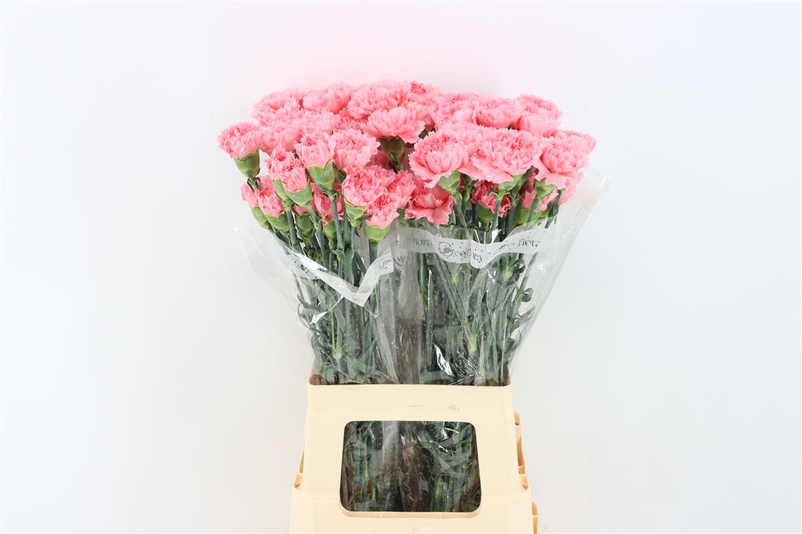 Dianthus Single Corvette 70cm