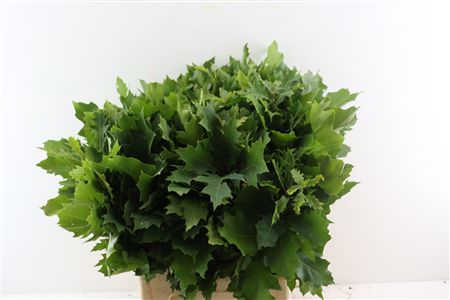 Querc Rubra