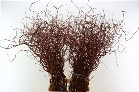 Salix Golden Curls
