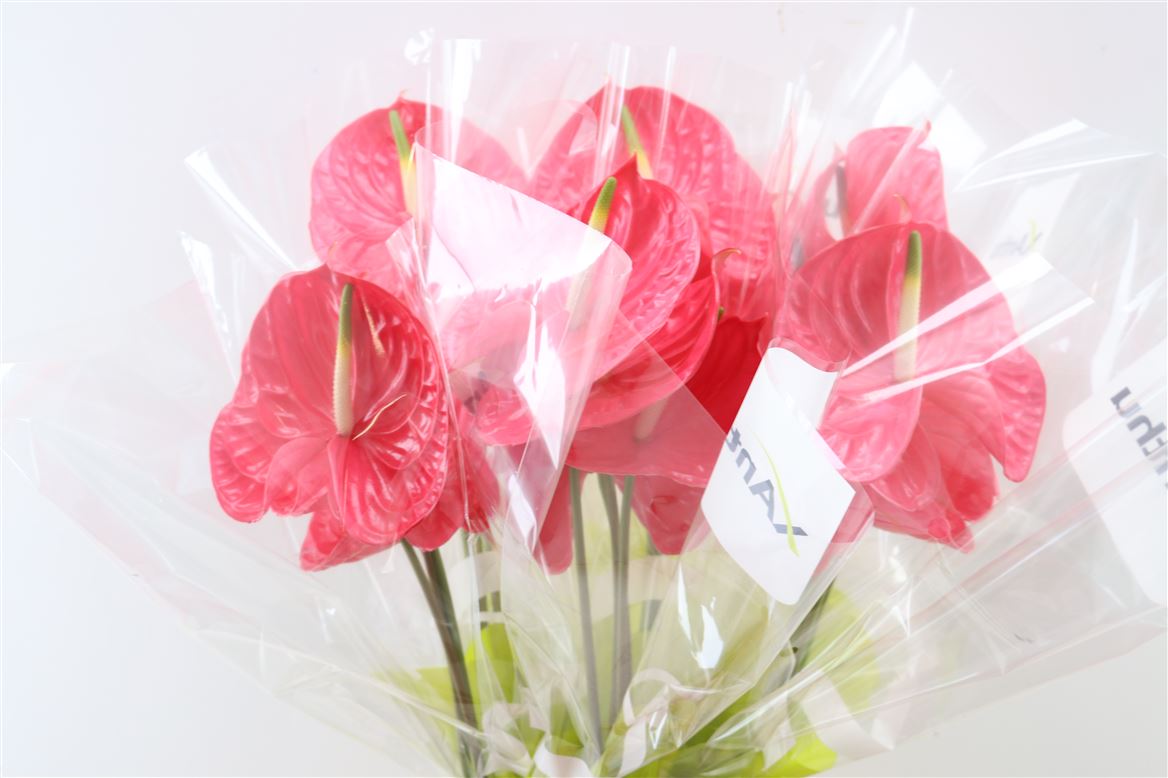 Anthurium Caribo 13Ø