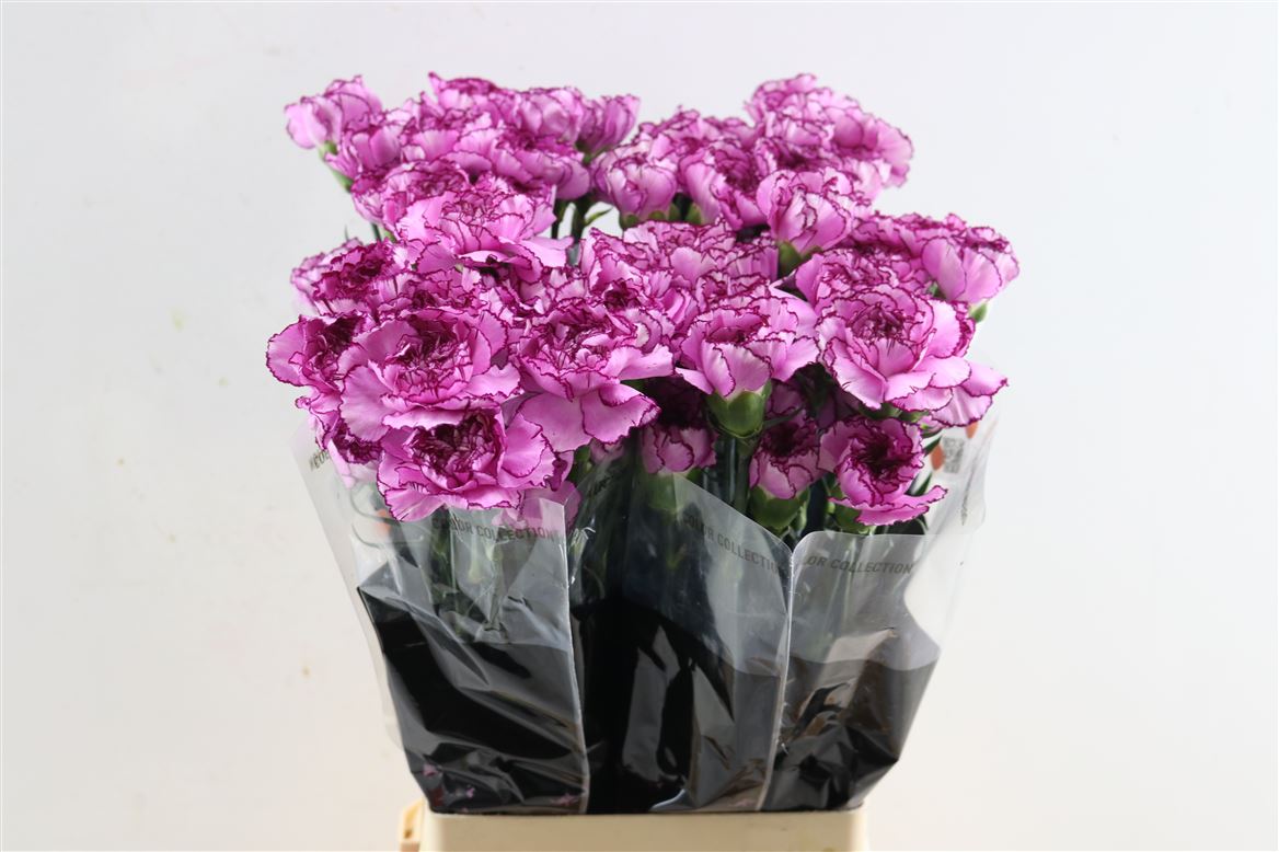 Dianthus Single Royal Damascus 70cm