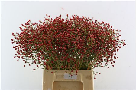 Rosa (rozebottel)