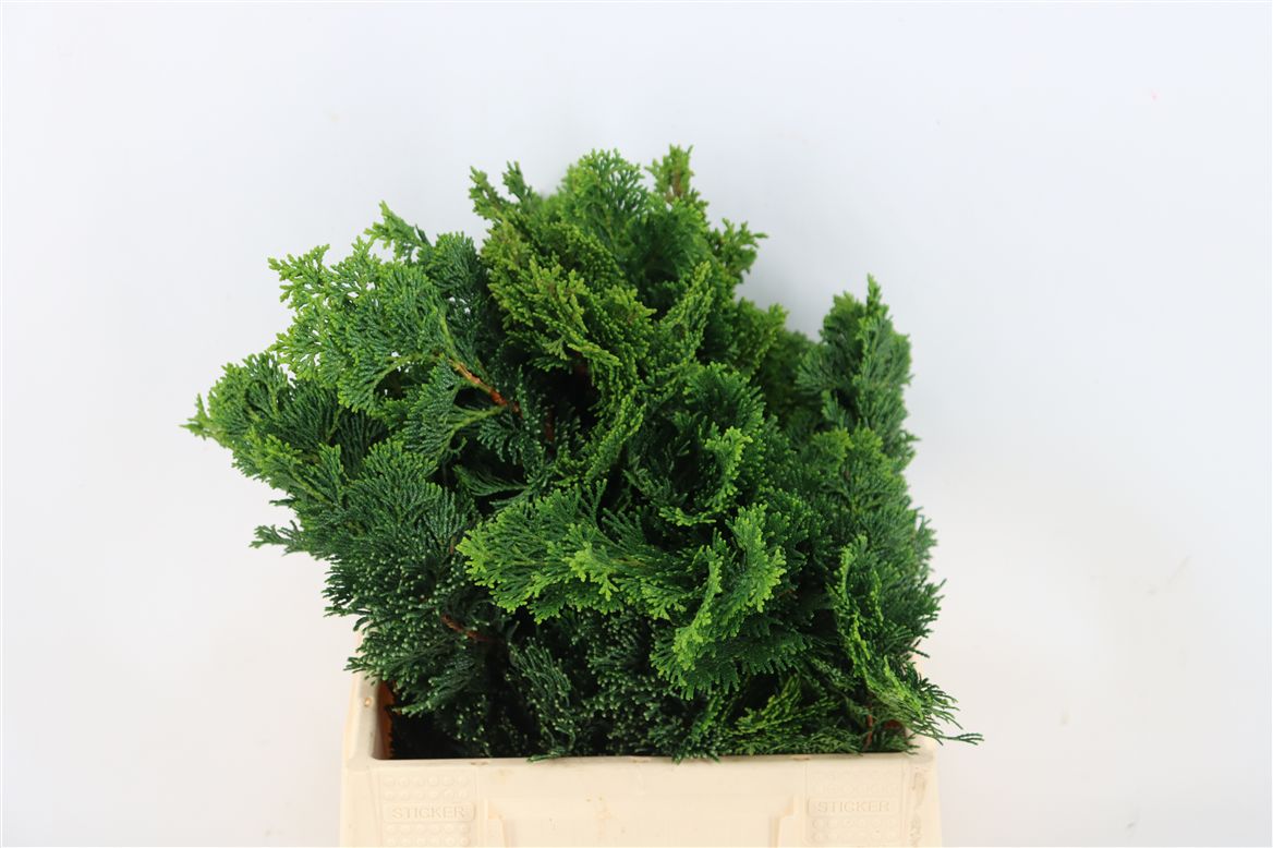 Chamaecyparis Obtusa Nana Gr 40cm