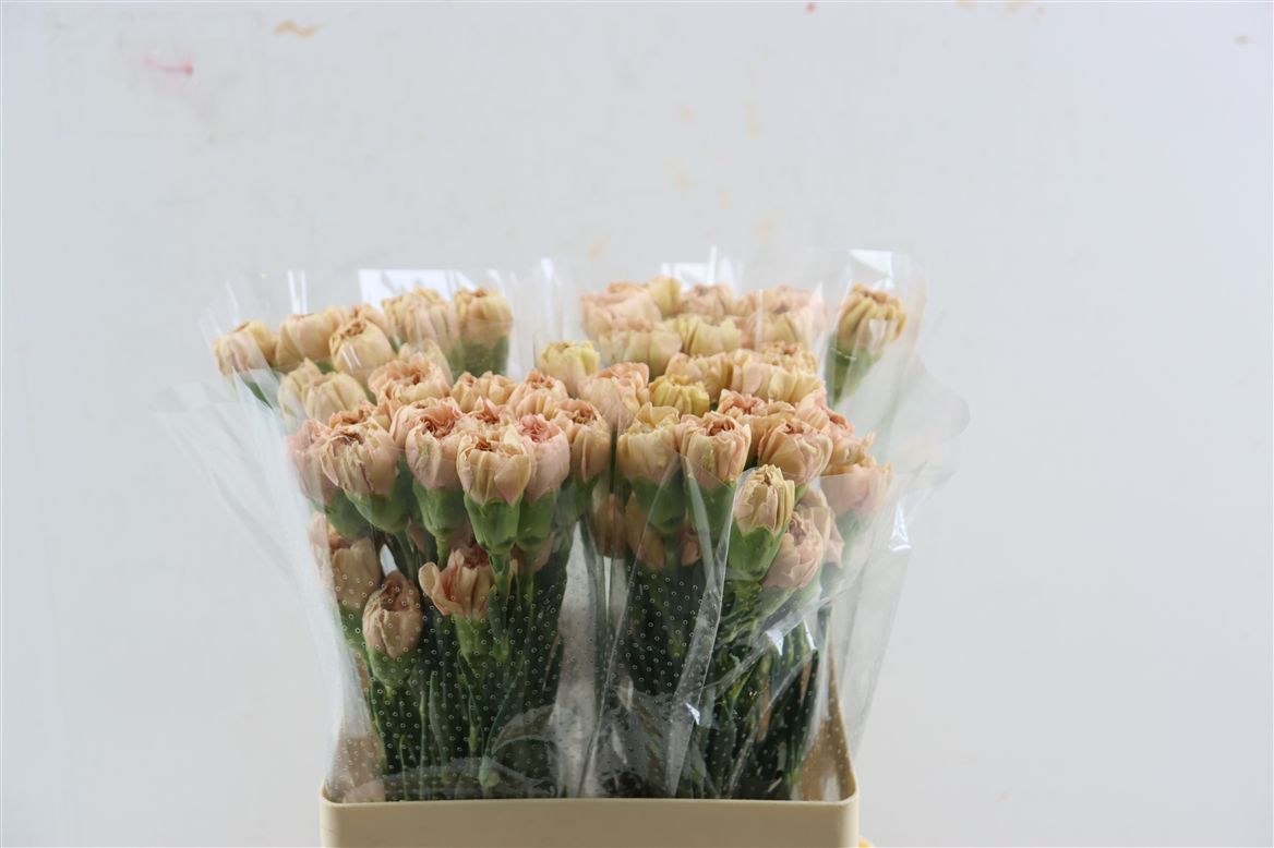 Dianthus Single Happy Chery 60cm