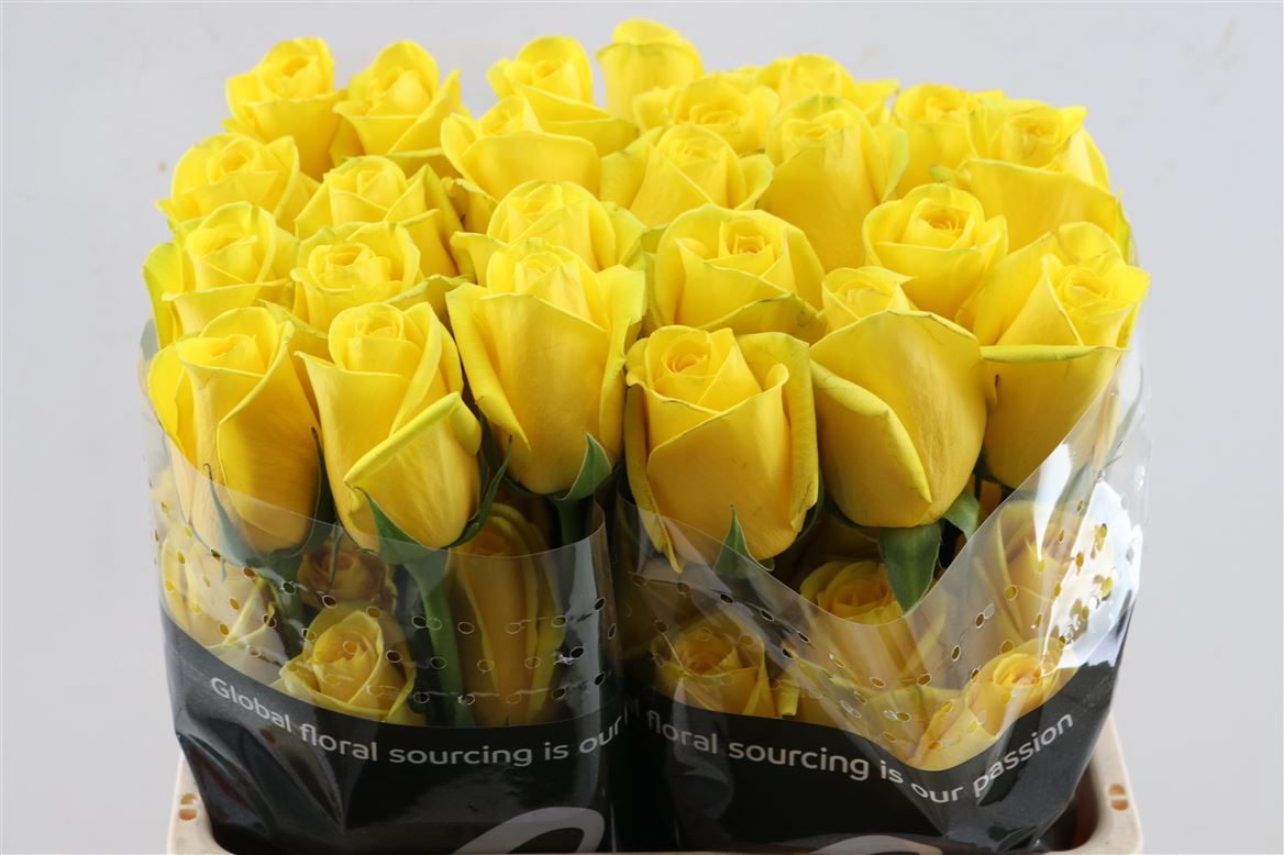 Rosa Goldfinch 60cm