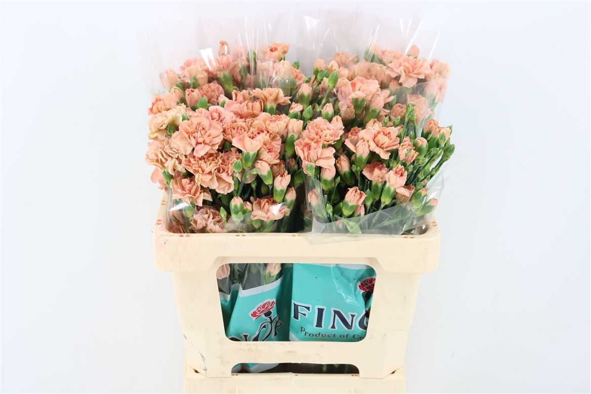 Dianthus Spray Canela 55cm