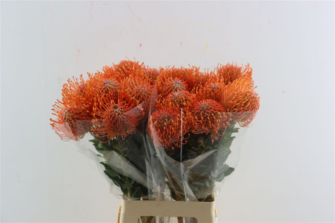 Leucospermum Ayoba Mandarin Zest 70cm